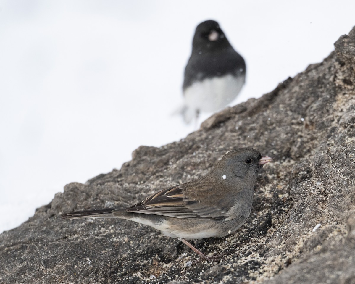 Dark-eyed Junco - ML646989700