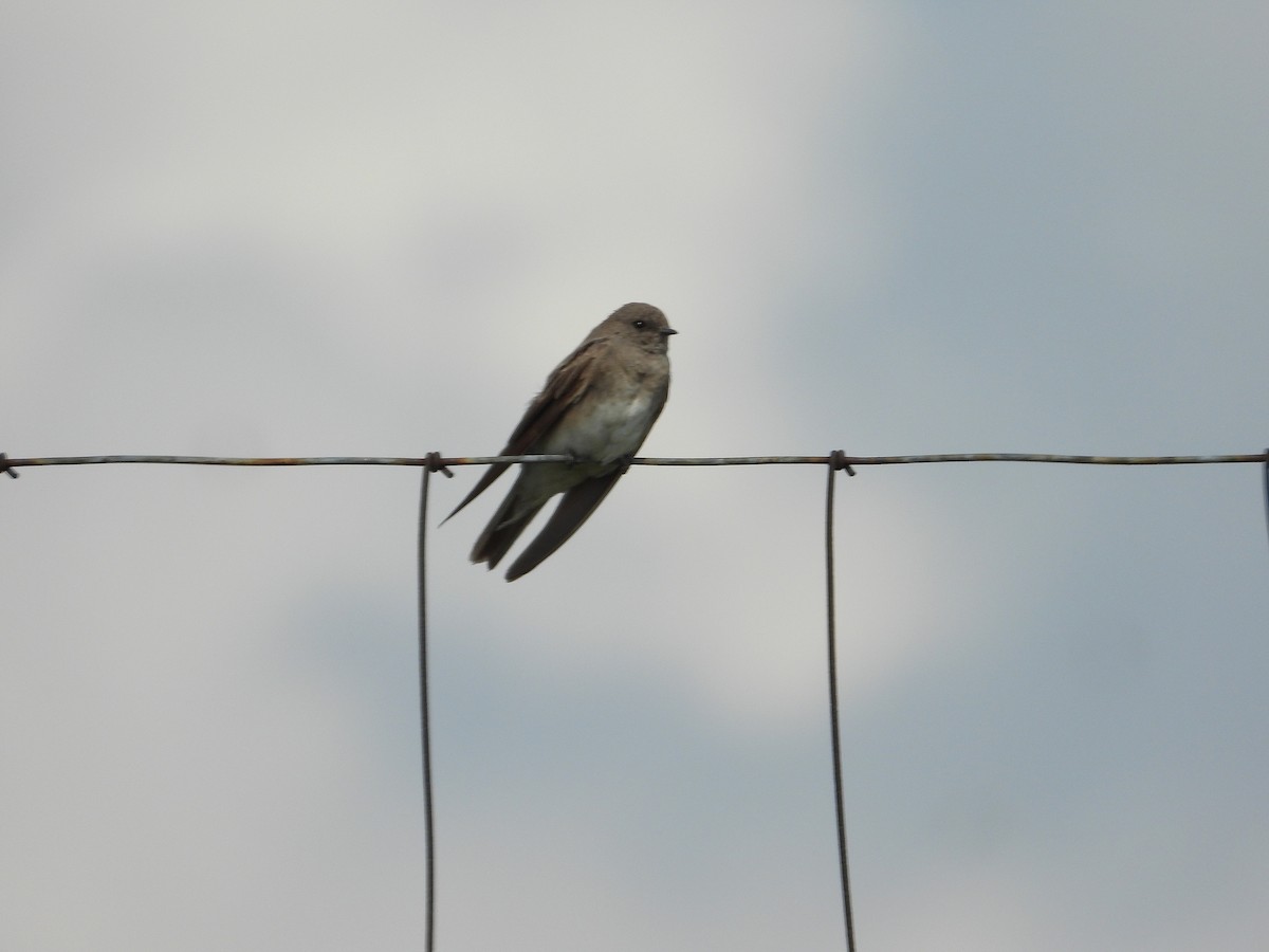 Ластівка мала - ML646989711