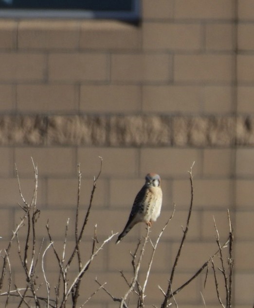 Ala Kerkenez - ML646989712