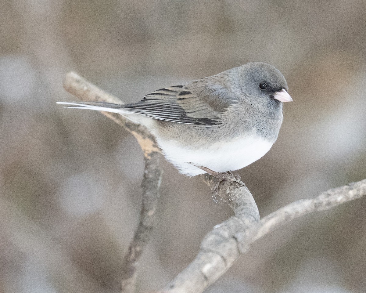 Dark-eyed Junco - ML646989713