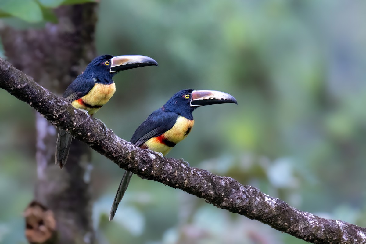Collared Aracari - ML646989715
