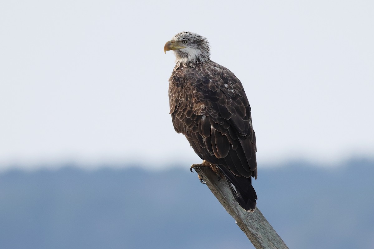 orel bělohlavý - ML646989718