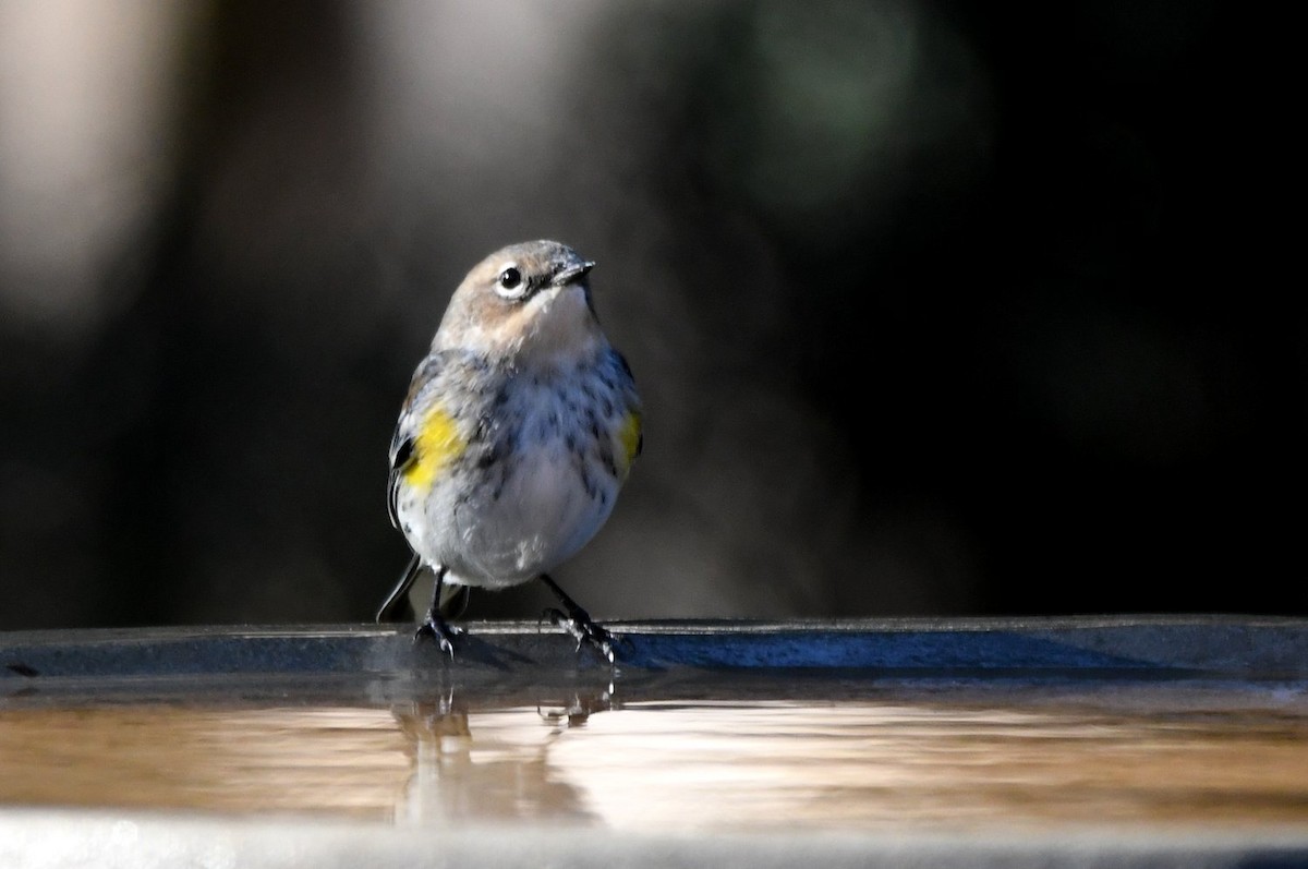 myrteparula - ML646989719