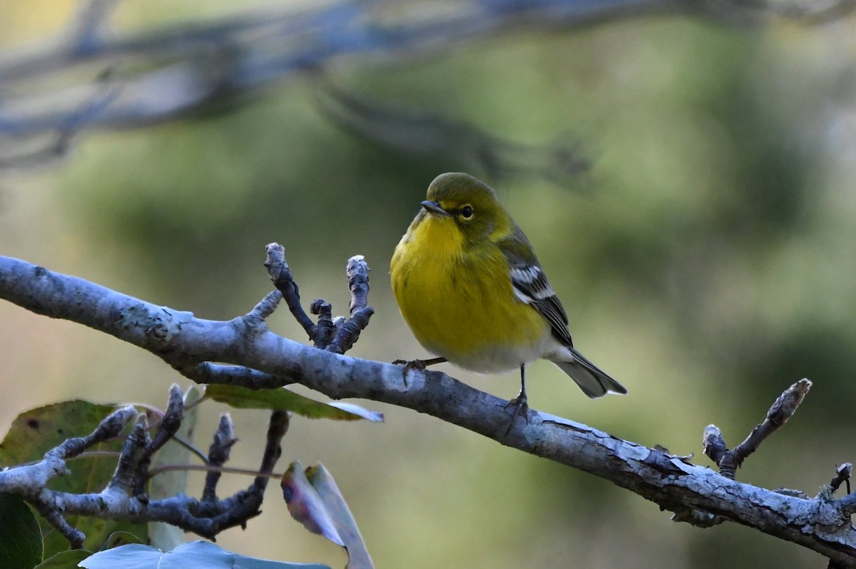 furuparula - ML646989723