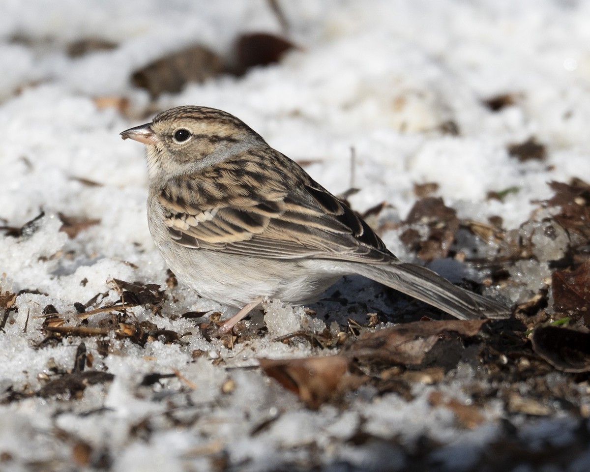 Chipping Sparrow - ML646989724
