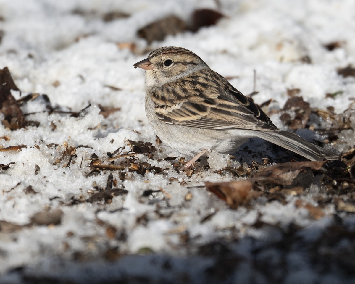 Chipping Sparrow - ML646989725
