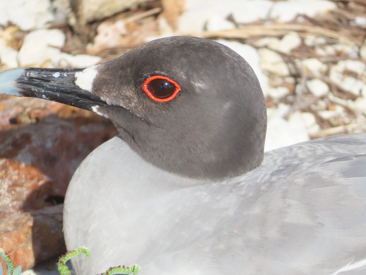 アカメカモメ - ML646989726