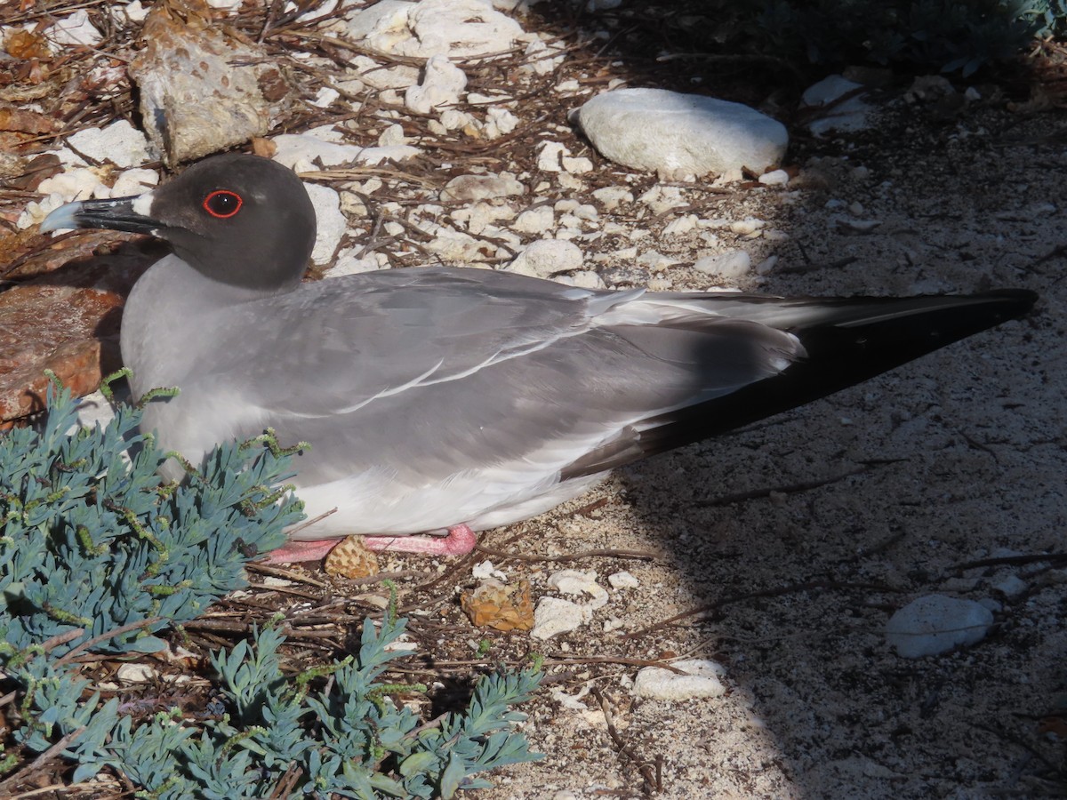 アカメカモメ - ML646989727