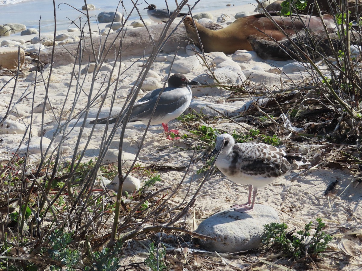 アカメカモメ - ML646989728