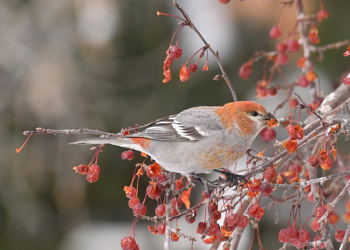 Pine Grosbeak - ML646989730