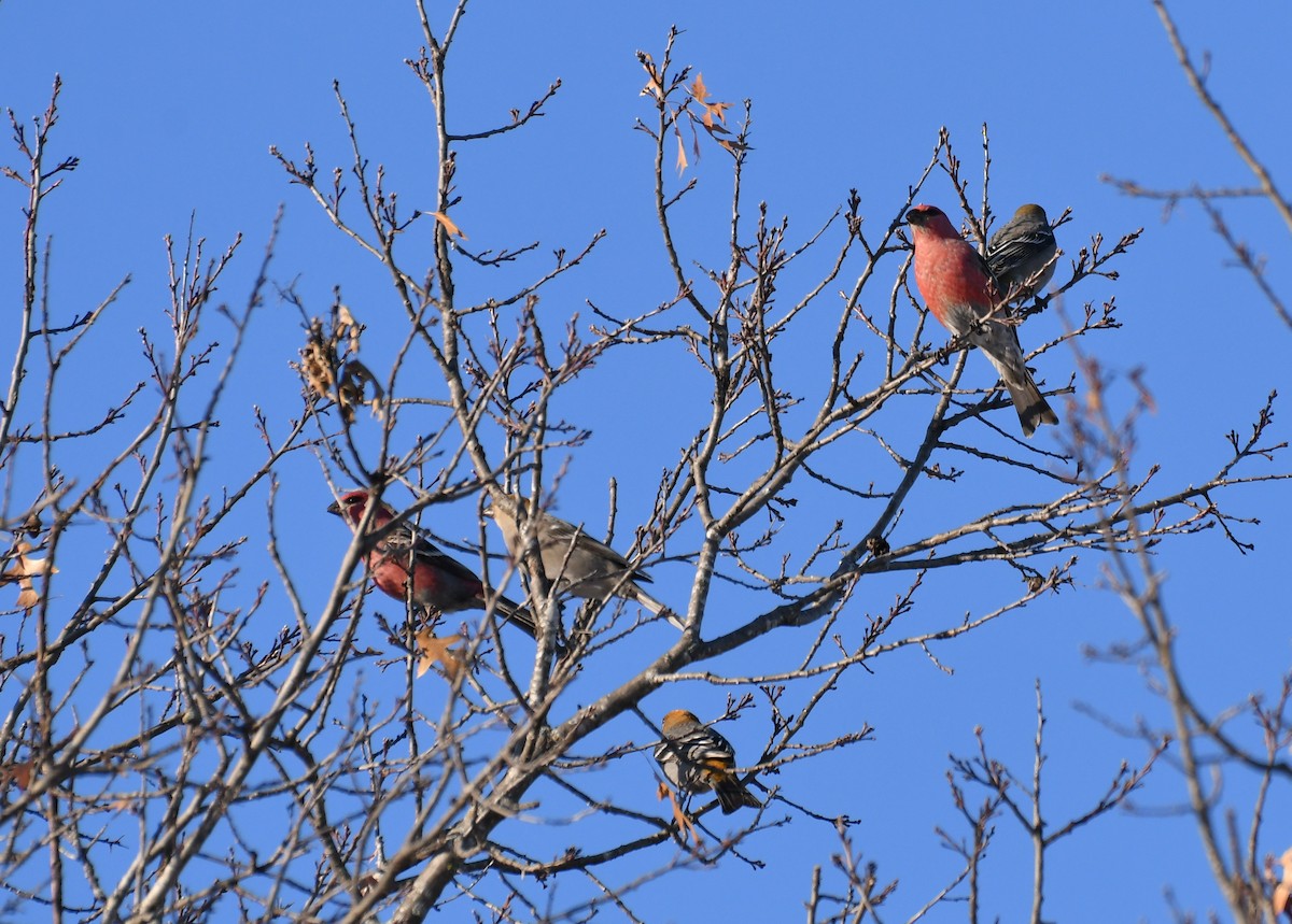 Pine Grosbeak - ML646989731