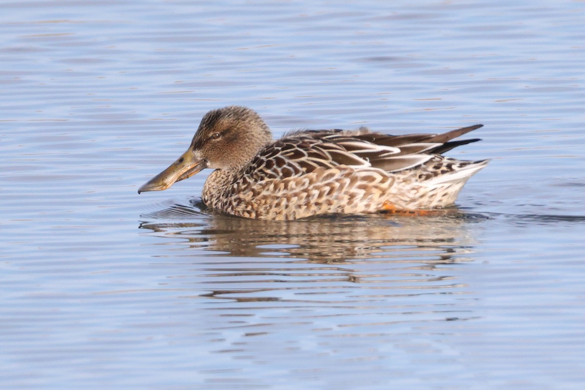 lžičák pestrý - ML646989735