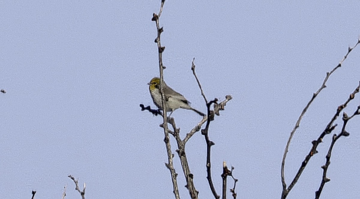 Altın Başlı Çulhakuşu - ML646989737