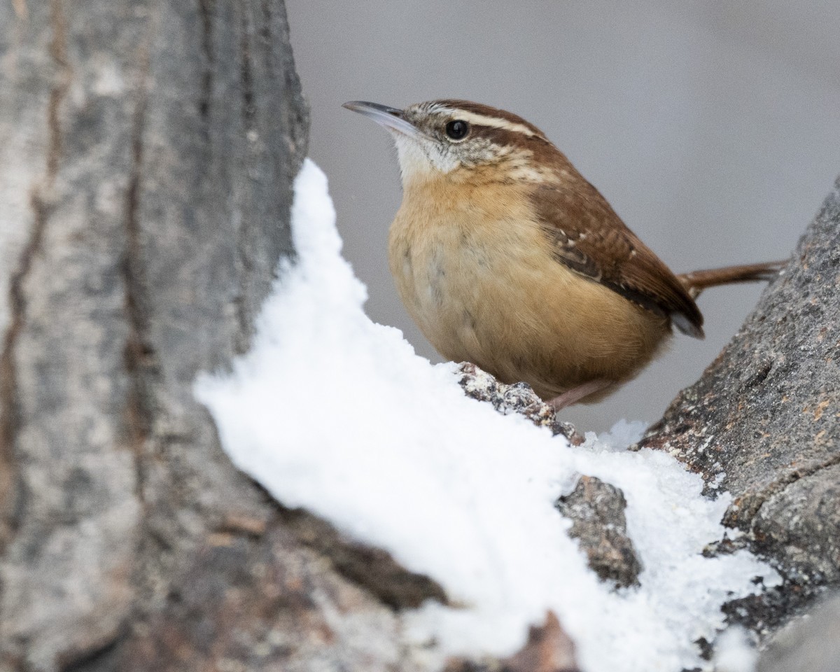 Carolina Wren - ML646989758