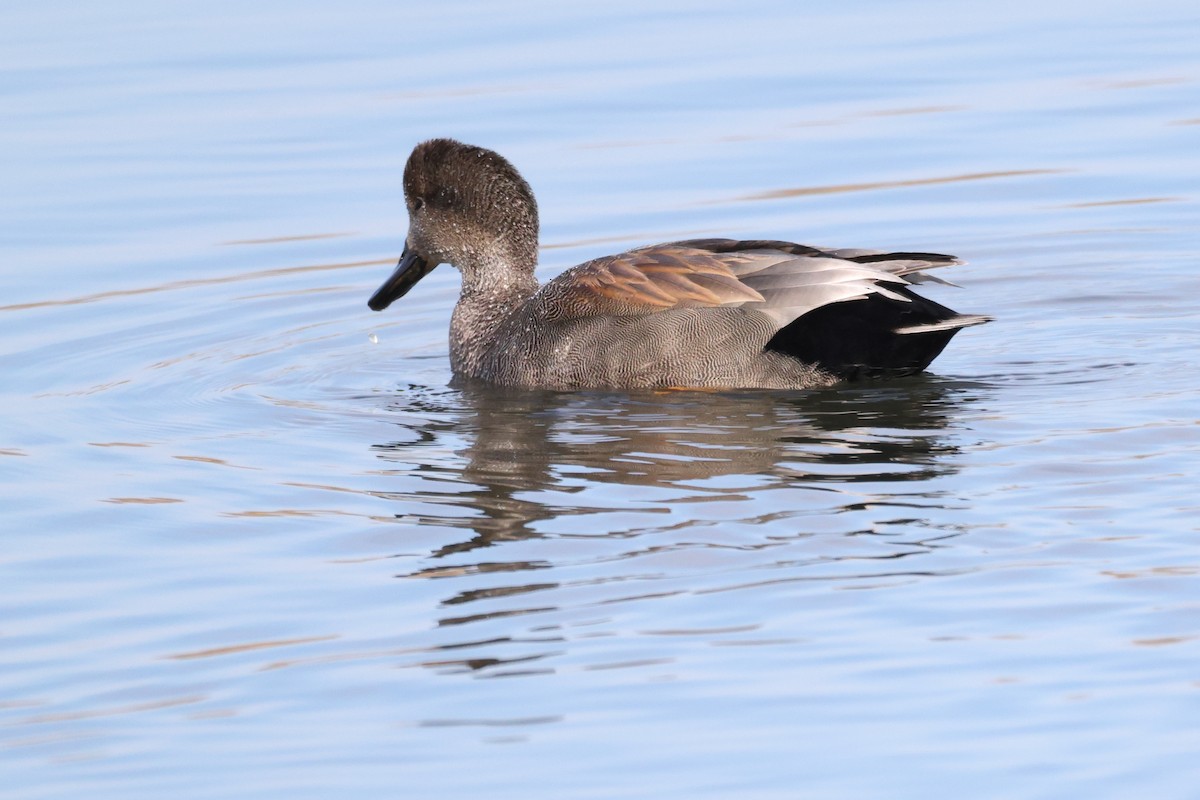 kopřivka obecná - ML646989759