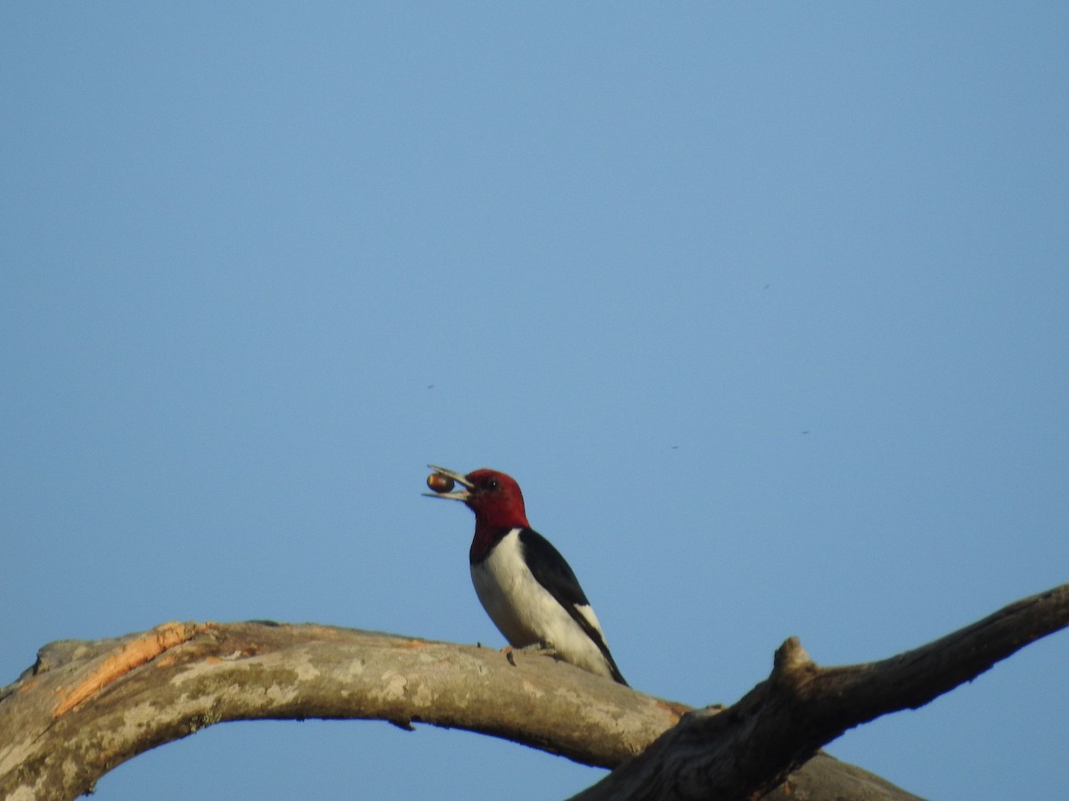 Red-headed Woodpecker - ML646989760