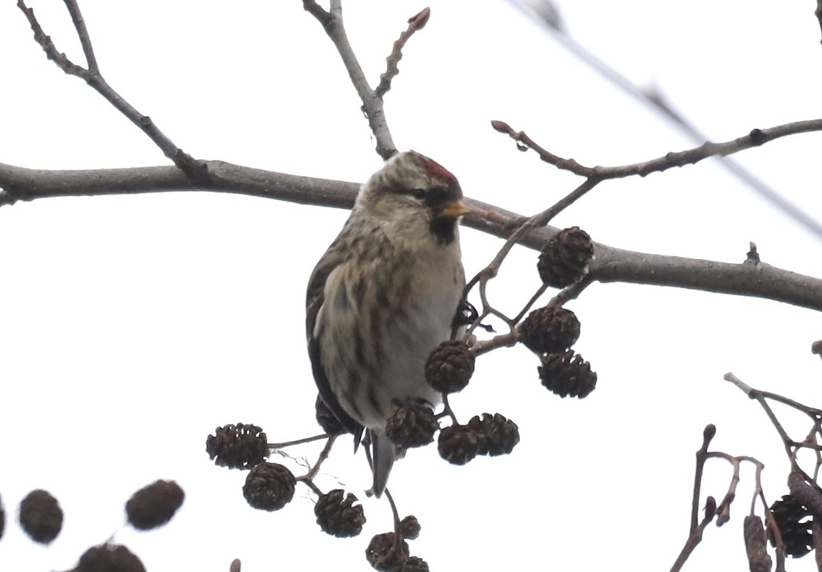 ベニヒワ - ML646989767