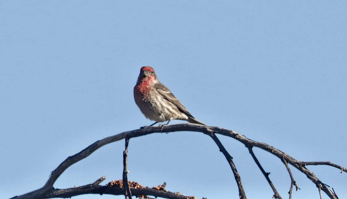 Ev Çütresi - ML646989769