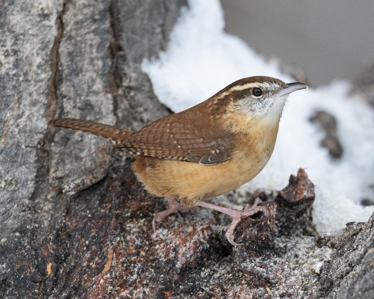Carolina Wren - ML646989770
