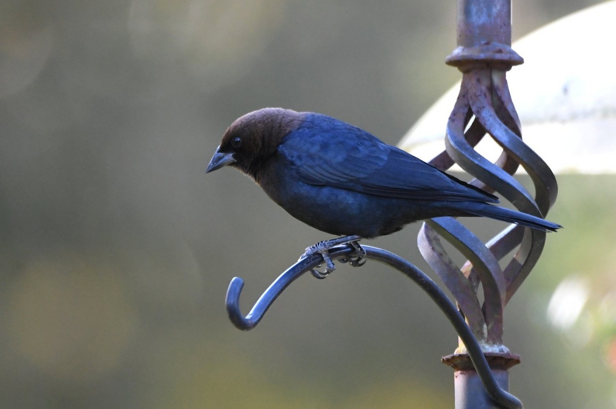 brunhodetrupial - ML646989771