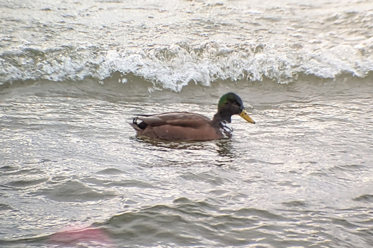 Mallard (Domestic type) - ML646989777