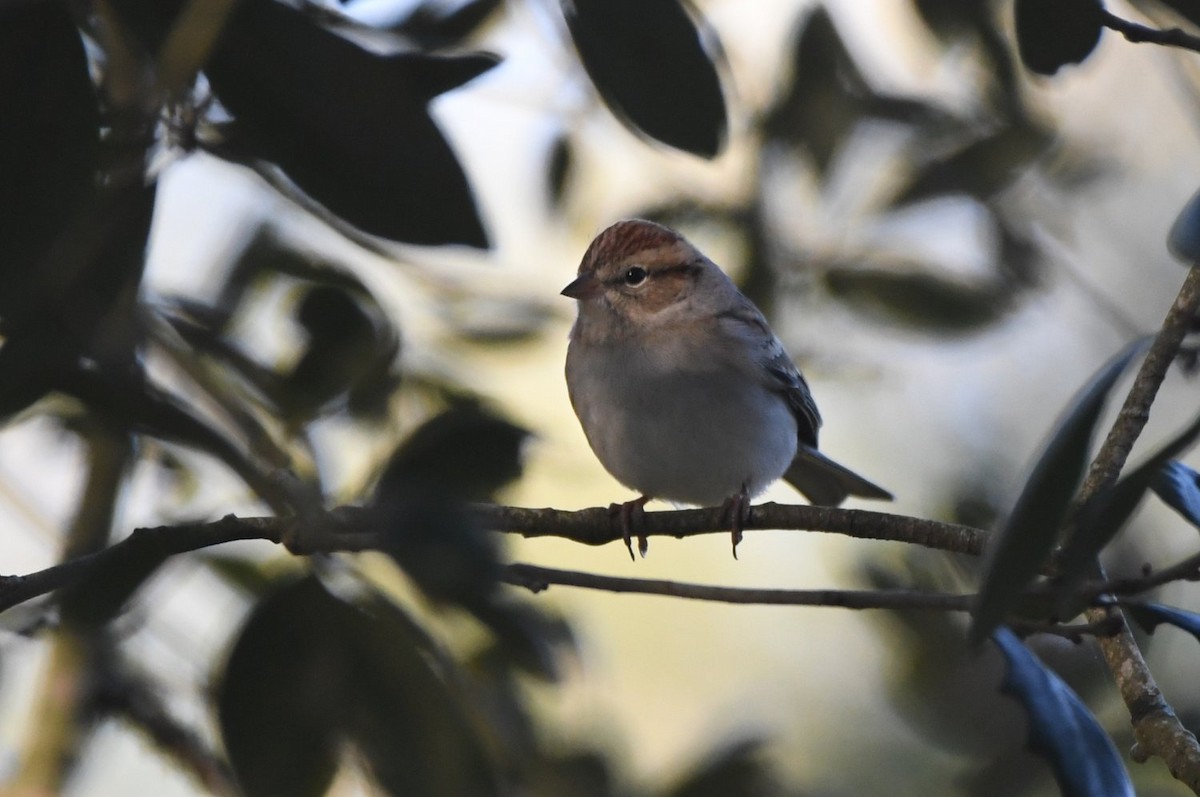 brunissespurv - ML646989784