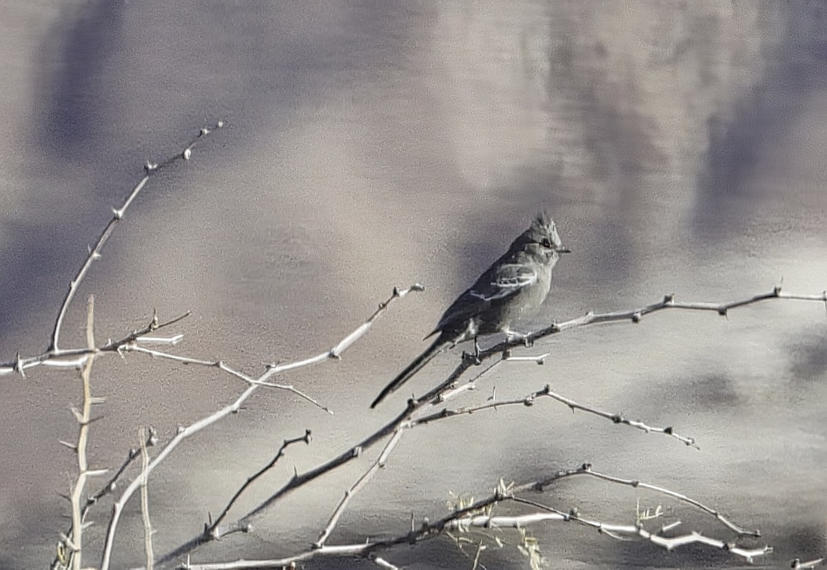 Kara Faynopepla - ML646989786