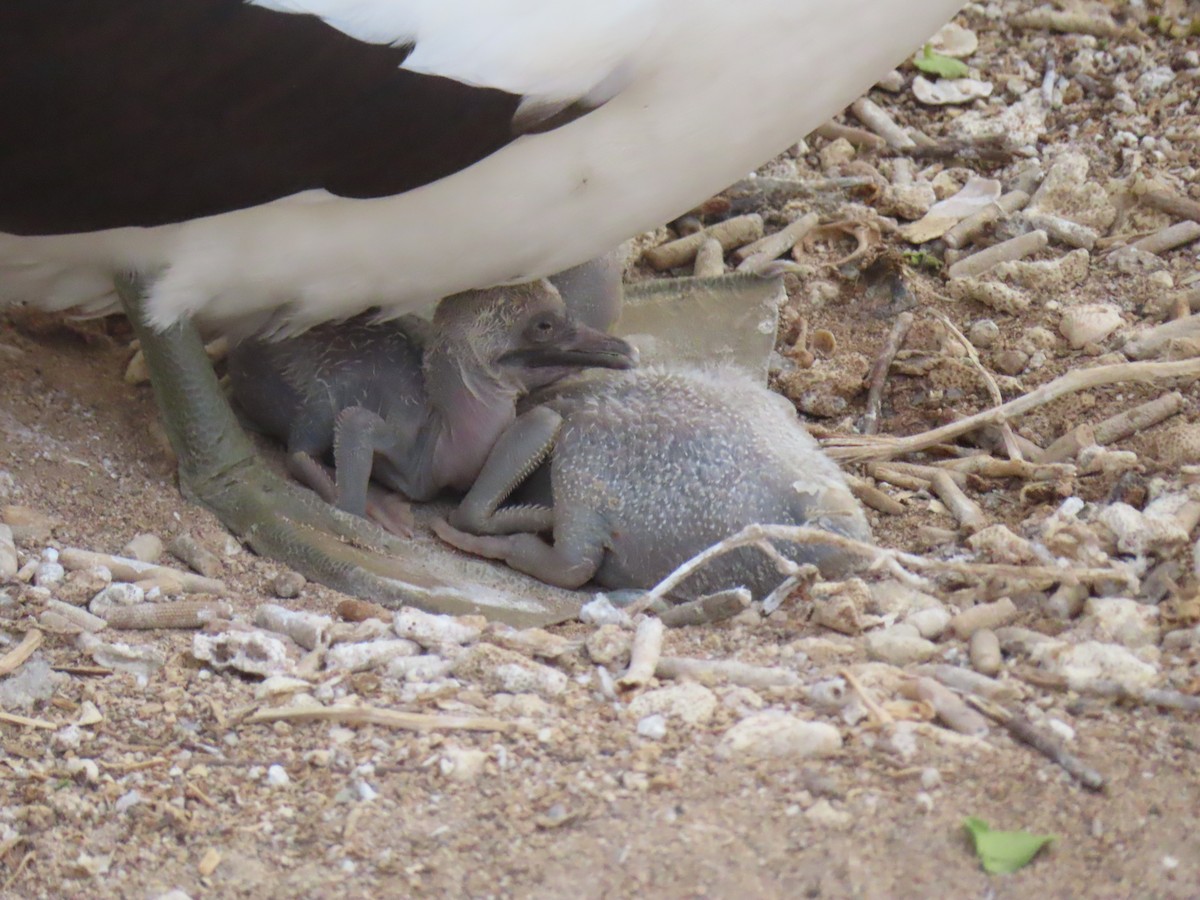 Nazcatölpel - ML646989792