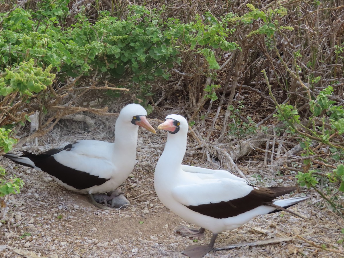 Fou de Grant - ML646989793