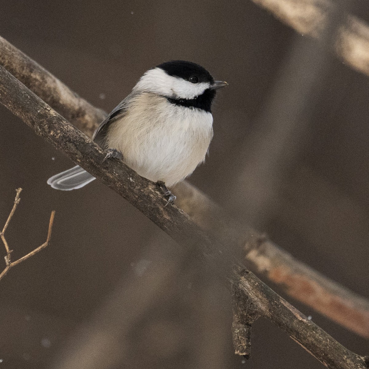 Carolina Chickadee - ML646989794