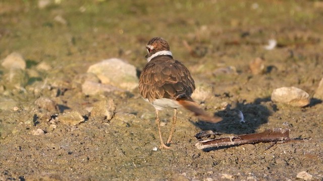 Pluvier kildir - ML646989802