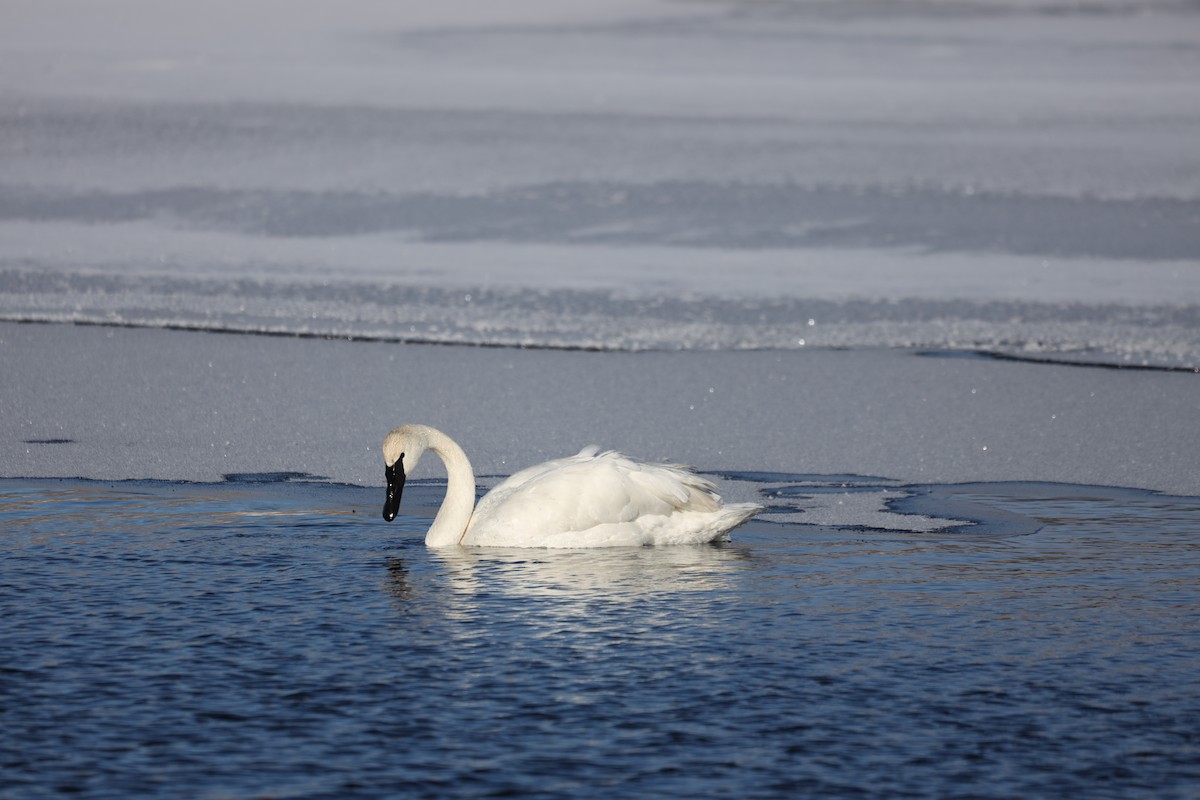 ナキハクチョウ - ML646989803