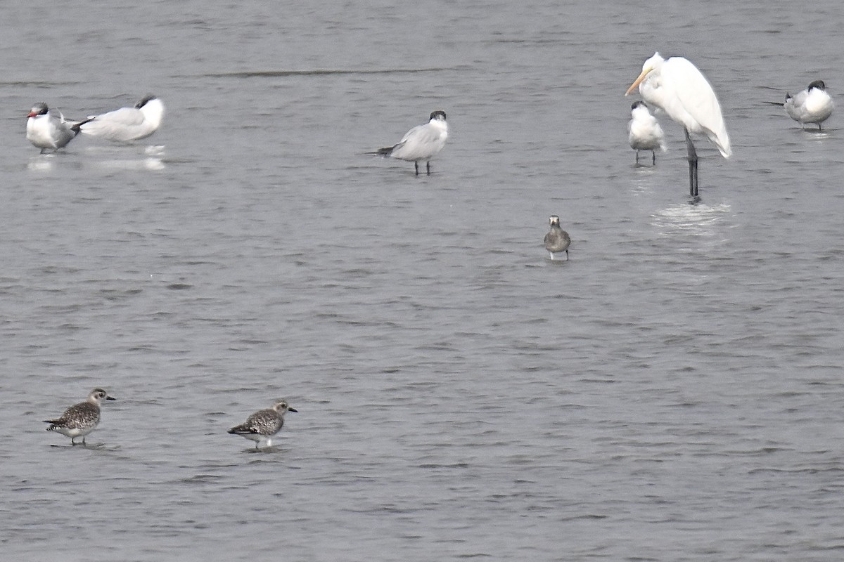 Gümüş Yağmurcun - ML646989804