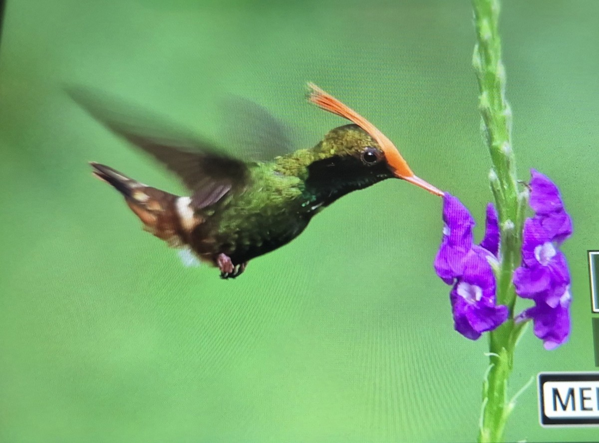 チャカザリハチドリ - ML646989806