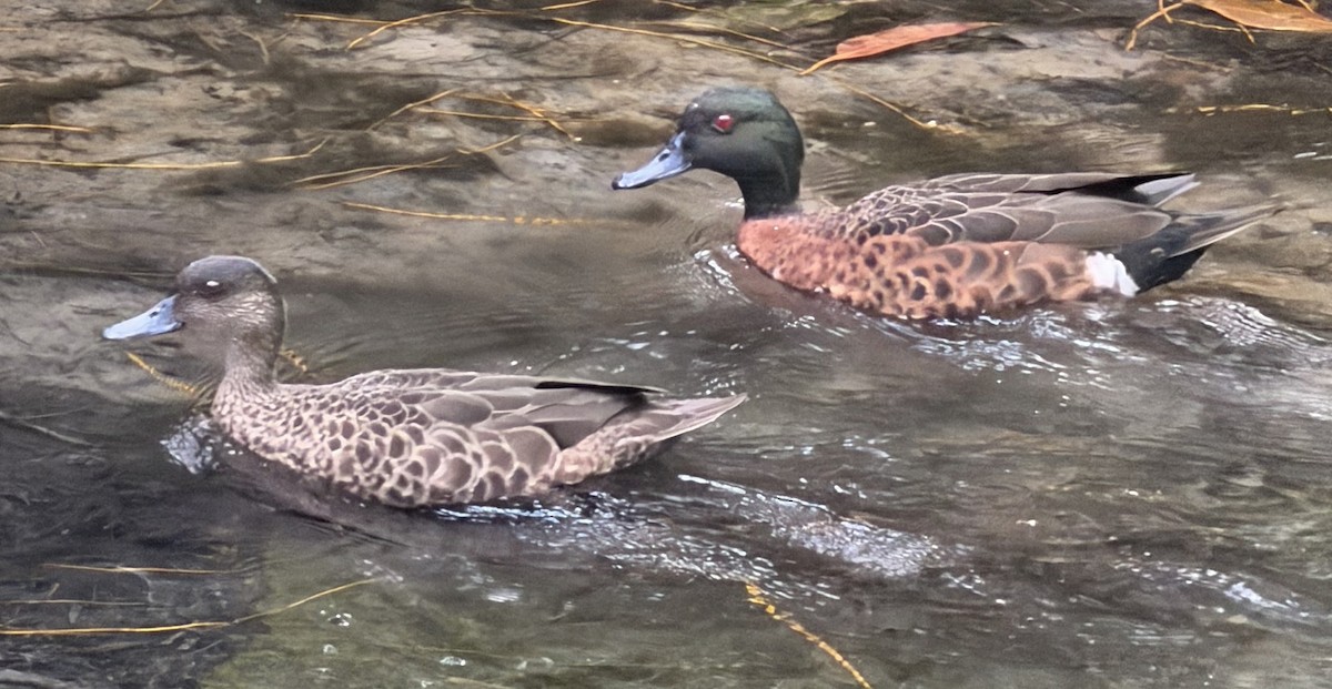 Chestnut Teal - ML646989807