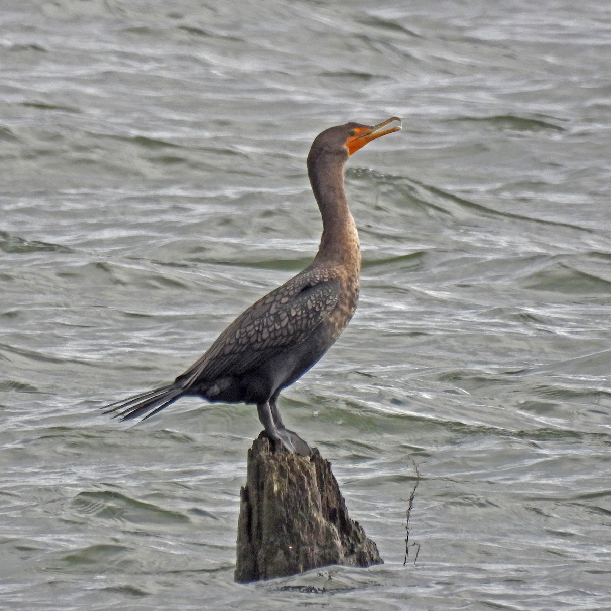 Double-crested Cormorant - ML646989811