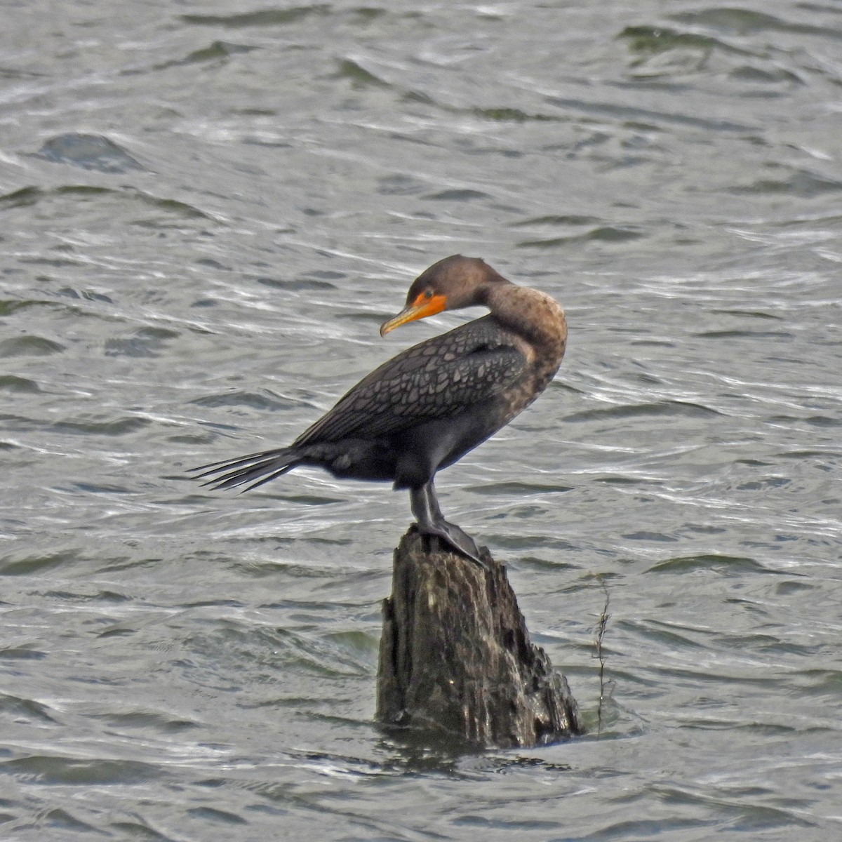 Double-crested Cormorant - ML646989812