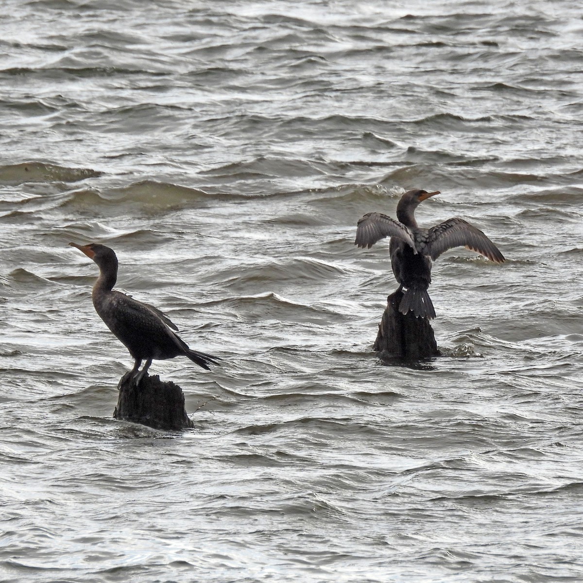 Double-crested Cormorant - ML646989813