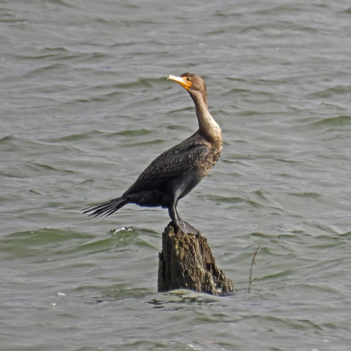 Double-crested Cormorant - ML646989814