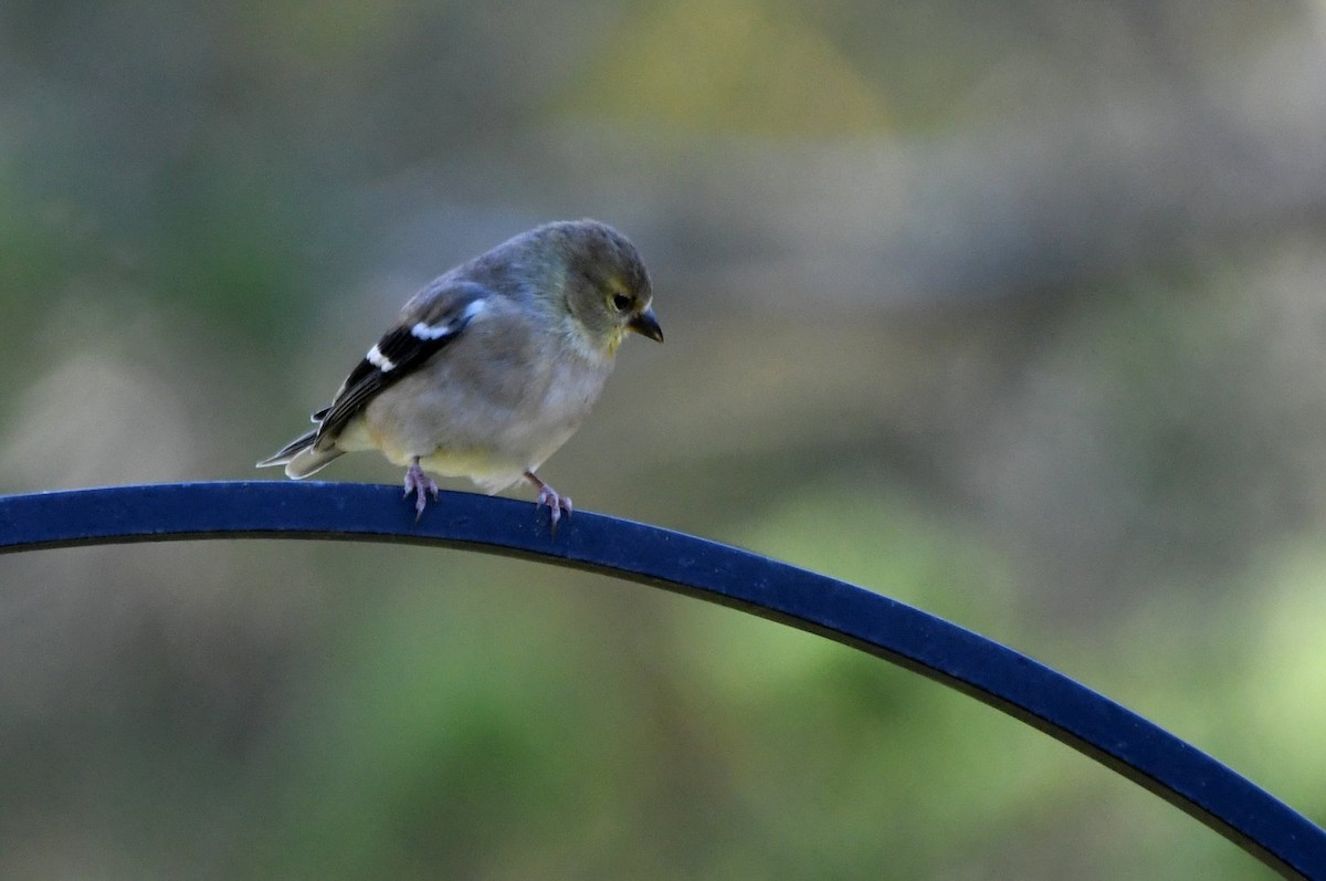 gulstillits - ML646989816