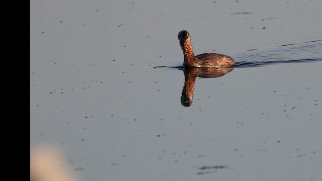 Grèbe à bec bigarré - ML646989817
