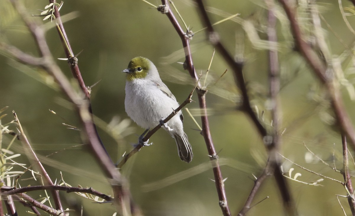 Altın Başlı Çulhakuşu - ML646989825