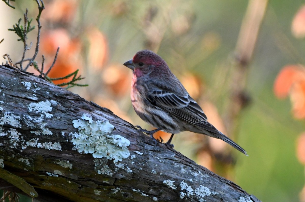 husrosenfink - ML646989833