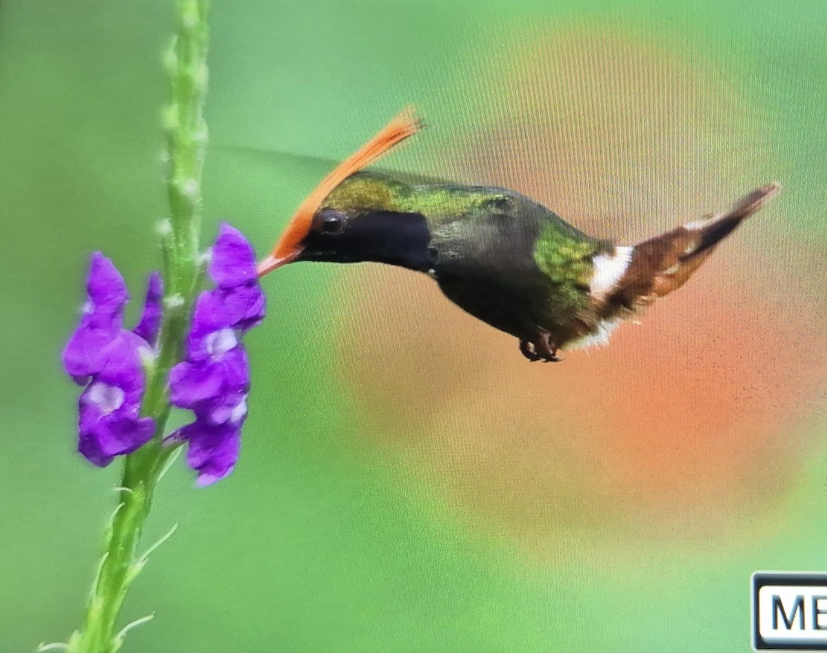 チャカザリハチドリ - ML646989835