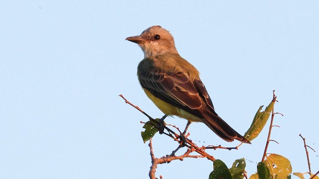 Meksika Körfezi Tiranı - ML646989837