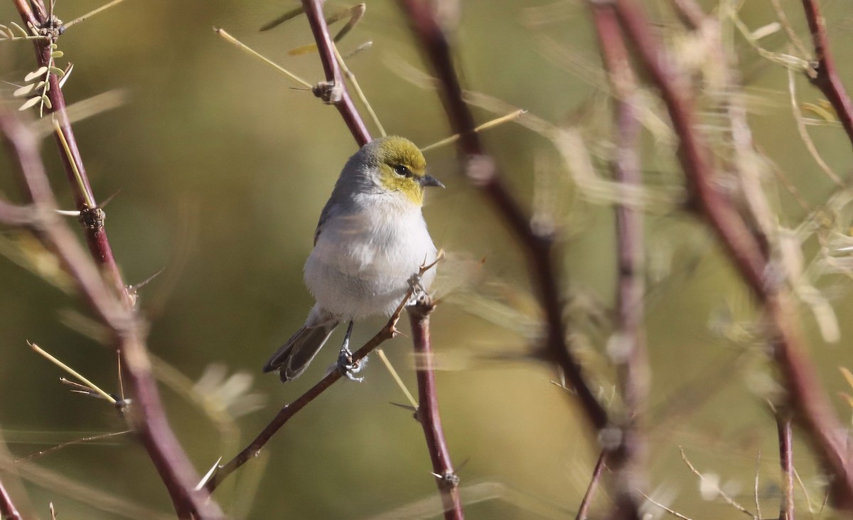 Altın Başlı Çulhakuşu - ML646989845