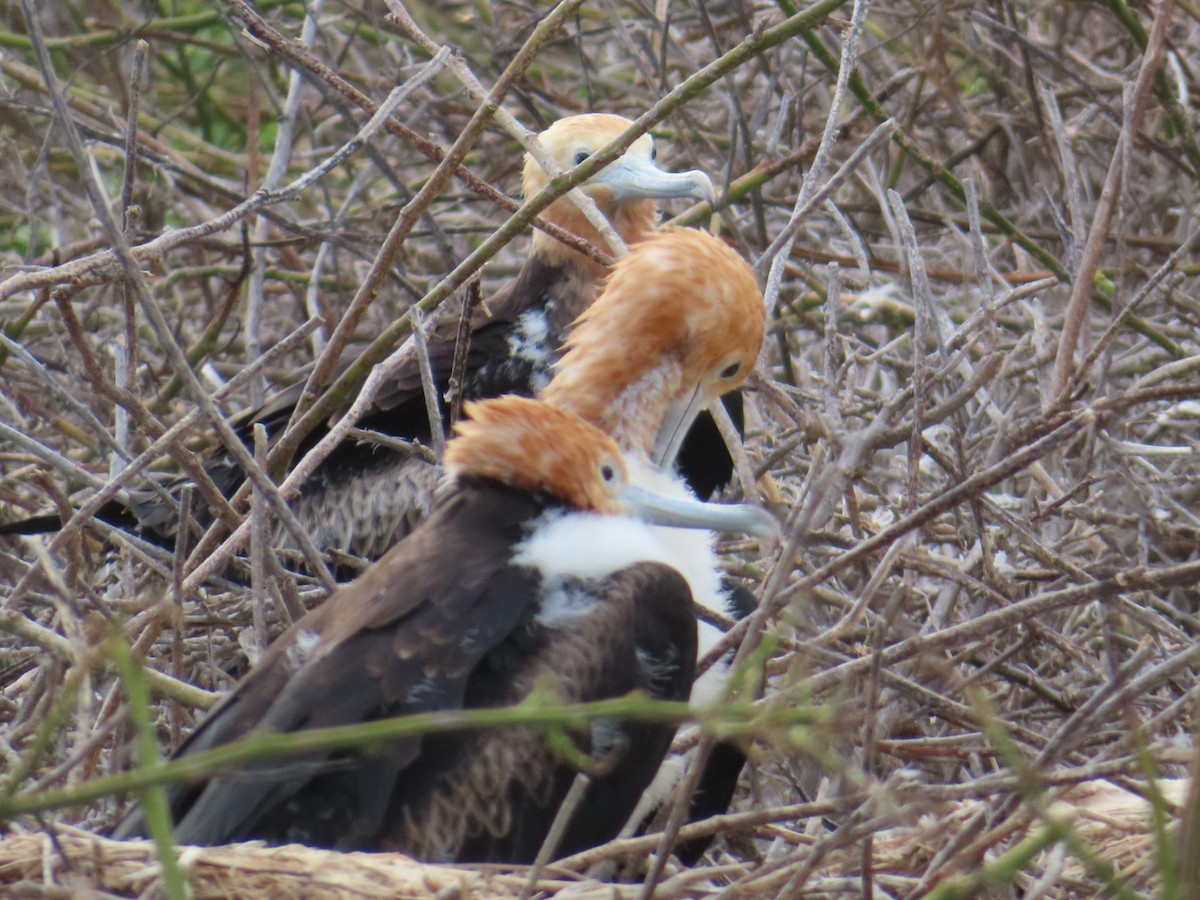 Frégate du Pacifique - ML646989846