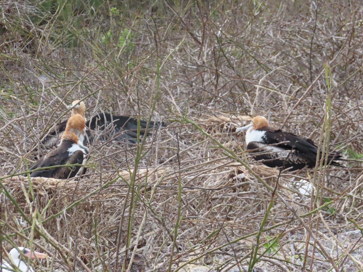 Frégate du Pacifique - ML646989847