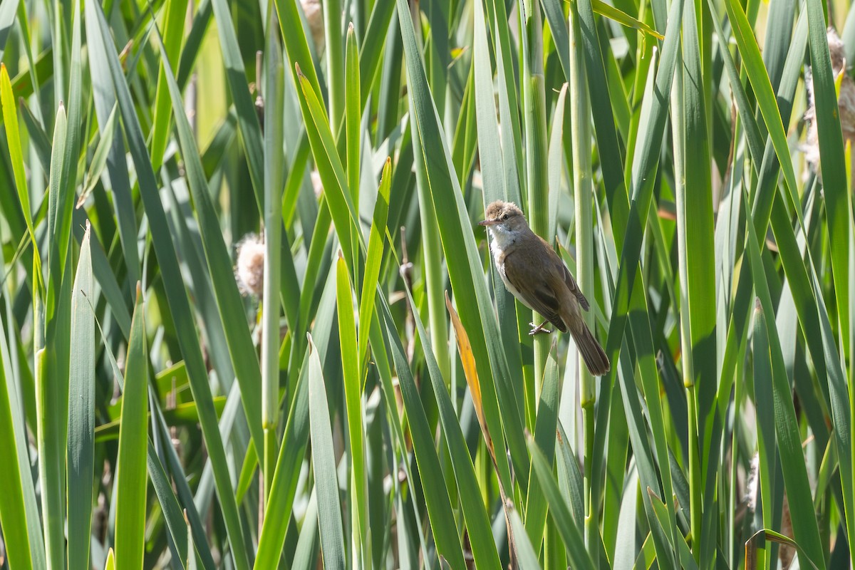 australkjerrsanger - ML646989851