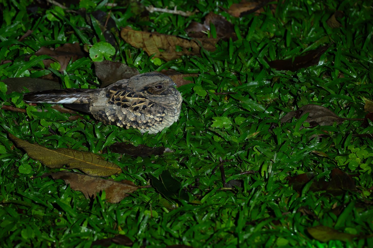 Common Pauraque - ML646989853